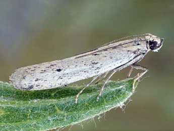 Phycitodes gallicella Lrt adulte - Friedmar Graf