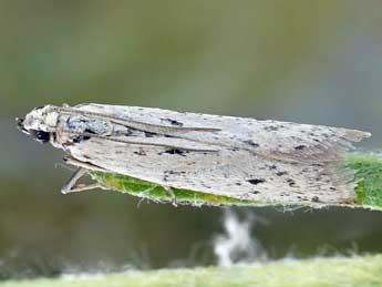 Phycitodes gallicella Lrt adulte - Friedmar Graf