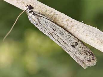 Phycitodes gallicella Lrt adulte - Friedmar Graf