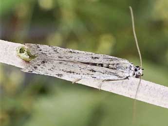 Phycitodes gallicella Lrt adulte - Friedmar Graf