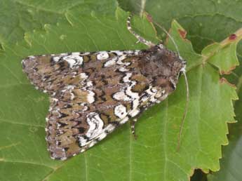 Crypsedra gemmea Tr. adulte - Philippe Mothiron