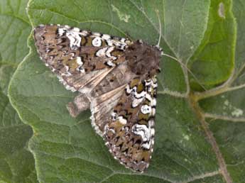 Crypsedra gemmea Tr. adulte - Philippe Mothiron