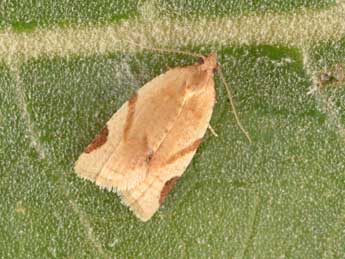 Paramesia gnomana Cl. adulte - Philippe Mothiron