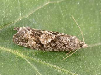 Zeiraphera griseana Hb. adulte - Philippe Mothiron