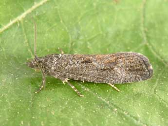 Zeiraphera griseana Hb. adulte - Philippe Mothiron