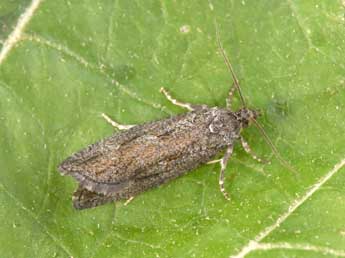 Zeiraphera griseana Hb. adulte - Philippe Mothiron
