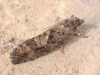 Zeiraphera griseana Hb. adulte - Philippe Mothiron