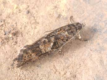 Zeiraphera griseana Hb. adulte - Philippe Mothiron