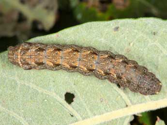  Chenille de Diarsia guadarramensis Brsn - Jean Haxaire