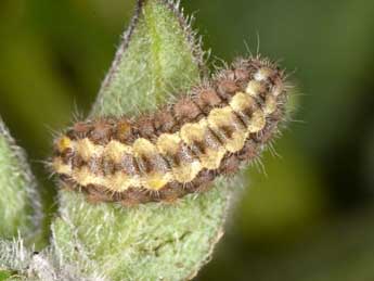  Chenille de Jordanita hispanica Alberti - Wolfgang Wagner, www.pyrgus.de