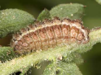  Chenille de Jordanita hispanica Alberti - Wolfgang Wagner, www.pyrgus.de