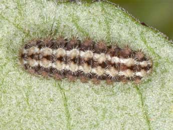  Chenille de Jordanita hispanica Alberti - Wolfgang Wagner, www.pyrgus.de