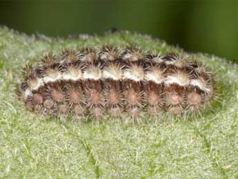  Chenille de Jordanita hispanica Alberti - Wolfgang Wagner, www.pyrgus.de