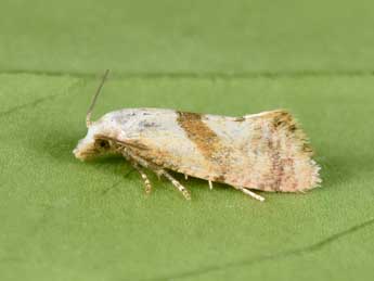 Cochylidia implicitana Wocke adulte - Philippe Mothiron