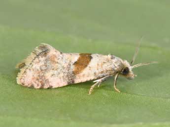 Cochylidia implicitana Wocke adulte - Philippe Mothiron