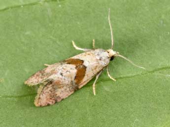 Cochylidia implicitana Wocke adulte - Philippe Mothiron