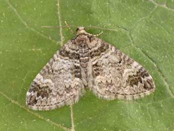 Perizoma juracolaria Whrl. adulte - Philippe Mothiron