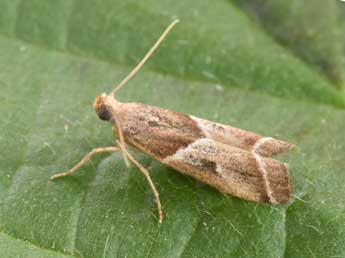 Nyctegretis lineana Scop. adulte - Philippe Mothiron