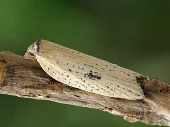 Acleris lorquiniana Dup. adulte - ©Patrick Clement