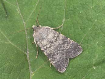 Standfussiana lucernea L. adulte - Philippe Mothiron