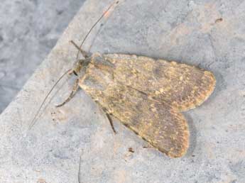 Rhyacia lucipeta D. & S. adulte - Philippe Mothiron