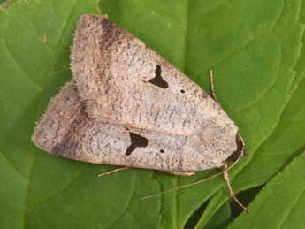 Lygephila lusoria L. adulte - Philippe Mothiron