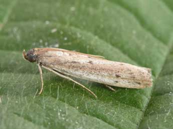Phycitodes maritima Tengst. adulte - Philippe Mothiron