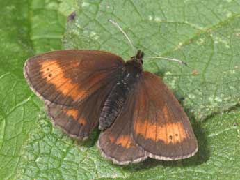 Erebia mnestra Hb. adulte - Philippe Mothiron