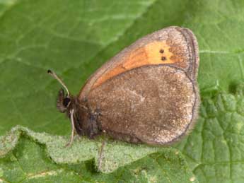 Erebia mnestra Hb. adulte - Philippe Mothiron