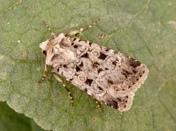 Chersotis multangula Hb. adulte - Philippe Mothiron