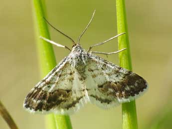 Idaea nexata Hb. adulte - ©Stephen Knapp