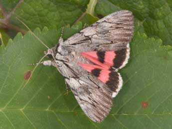 Catocala optata God. adulte - Philippe Mothiron