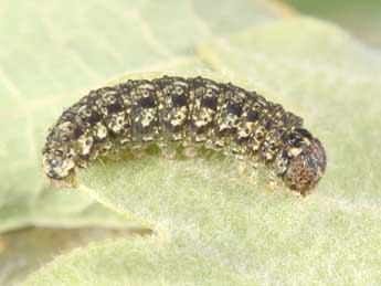  Chenille de Cryphia pallida Bthune - Philippe Mothiron
