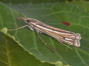 Ancylolomia palpella D. & S. adulte - Philippe Mothiron