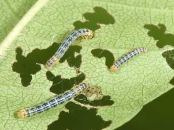  Chenille de Abraxas pantaria L. - Philippe Mothiron