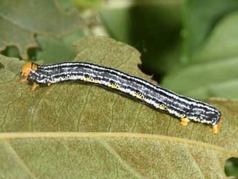  Chenille de Abraxas pantaria L. - Philippe Mothiron