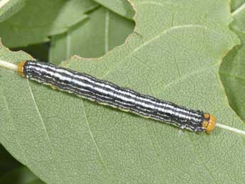  Chenille de Abraxas pantaria L. - Philippe Mothiron