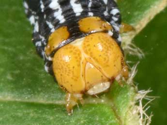  Chenille de Abraxas pantaria L. - Philippe Mothiron