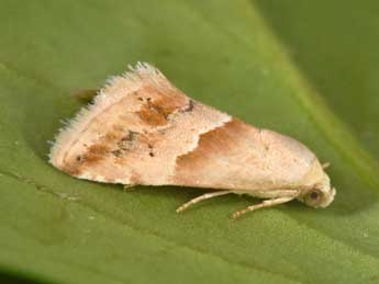 Eublemma parva Hb. adulte - Philippe Mothiron