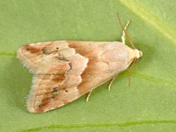 Eublemma parva Hb. adulte - Philippe Mothiron