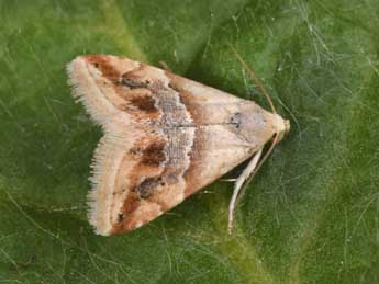 Eublemma parva Hb. adulte - Philippe Mothiron