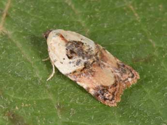 Acleris permutana Dup. adulte - Philippe Mothiron