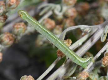  Chenille de Eupithecia pernotata Gn. - Philippe Mothiron