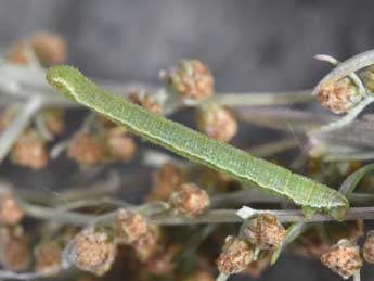  Chenille de Eupithecia pernotata Gn. - Philippe Mothiron