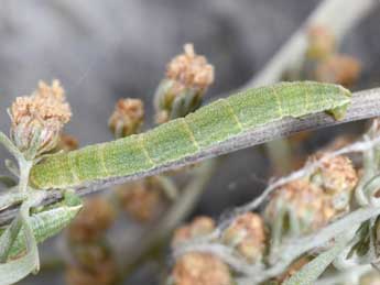  Chenille de Eupithecia pernotata Gn. - Philippe Mothiron