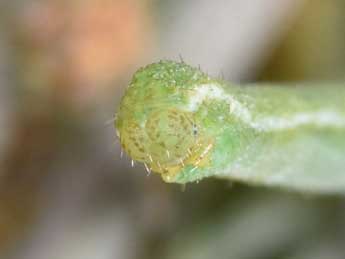  Chenille de Eupithecia pernotata Gn. - Philippe Mothiron