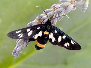 Syntomis phegea L. adulte - Philippe Mothiron