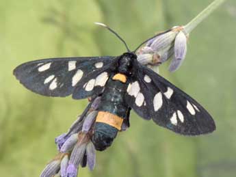 Syntomis phegea L. adulte - Philippe Mothiron