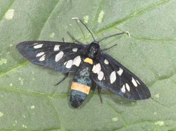 Syntomis phegea L. adulte - Philippe Mothiron
