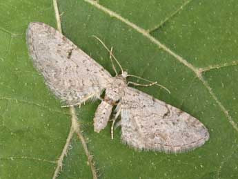 Eupithecia pimpinellata Hb. adulte - Philippe Mothiron